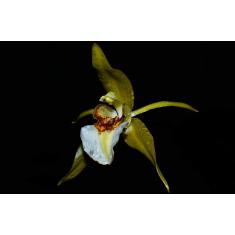 Orquidea Coelogyne lawrenceana