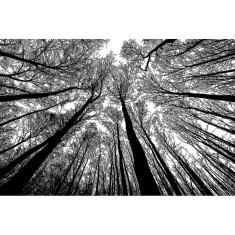 Puzzle-Forest em preto e branco - cenário de quebra-cabeça de 1000 peças