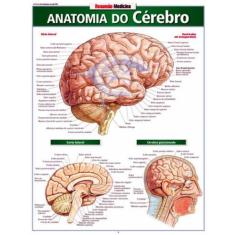 Resumao Anatomia Do Cerebro
