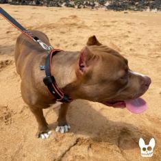 Coleira Com Guia Para Cachorro Pitbull Super Resistente Macia Confortá