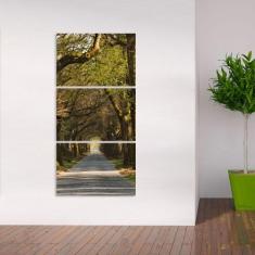 Quadro decorativo Corredor de Árvores Vertical Natureza - Quadros Desc
