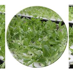 Prato de pratos de vegetais cultivados sem água de porcelana decorativa Salver louças de jantar