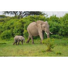 Quebra-Cabeça Cognitivo Reabilitação Idosos Animais 60 Peças - Reidope