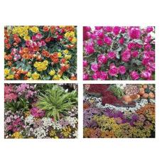 Kit 4 Quebra-Cabeças Cognitivos Primavera Viva 60 Peças