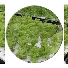 Prato de pratos de vegetais cultivados sem água de porcelana decorativa Salver louças de jantar