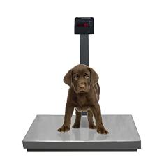 Balança Pet Digital 200kg/50g Pesadora com Bateria