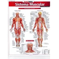 Sistema Muscular Avançado