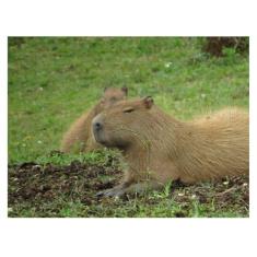 Quebra-cabeça de MDF Capivara de 300 peças