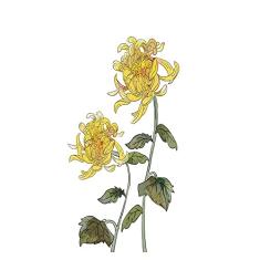 Aplicação de Película de Janela Privacidade Película de Janela Aderência Estática Sem Cola Decorativa Flor Amarela Tratamentos de Janela Coberturas de Janela Adesivo de Janela Adesivos de Janela (70 x