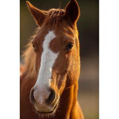 Quebra-Cabeça Cognitivo Belo Cavalo 300 Peças