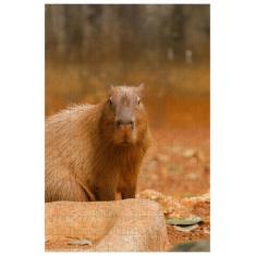 Quebra-Cabeça Capivara De 300 Peças - Coleçõ Tea E Amor