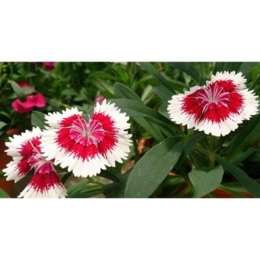 Imagem de 100 Sementes De Cravina Gaiety Dobrada Sortida - SEEDS