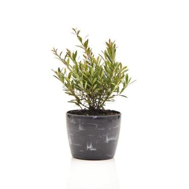 Imagem de Mini Cereja + Vaso Decorativo - Mini Plantas