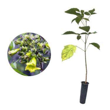 Imagem de Muda de Ipe Verde 20 a 40cm AMK - Plantas Online - AMK Jardinagem e Pa