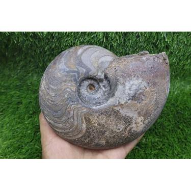Imagem de Ammonite Manticoceras Fóssil de amonita fóssil raro de amonita fóssil natural do Marrocos A363