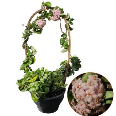 Imagem de Flor de cera hoya compacta - QUINTALDOBONSAI