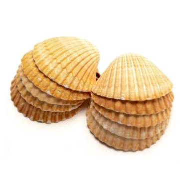 Imagem de Concha shell KIT 7 unidades umbanda e Candomblé - Generico