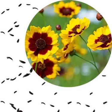 Imagem de Sementes S22 Coreopsis Margaridinha Elegant Sortido Flores Vibrantes e