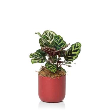 Imagem de Cachepo DUE N02 Pote 12 - Geleia de Framboesa