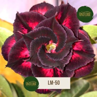 Imagem de Planta Rosa do Deserto roxa exótica  LM50 - UNIFLORA