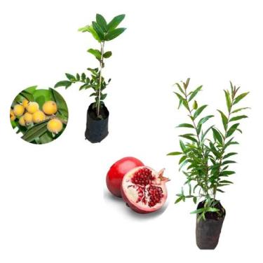 Imagem de Kit 2 Mudas - 1 Cabeludinha + 1 Romã Americana - AMK - Jardinagem e Pa