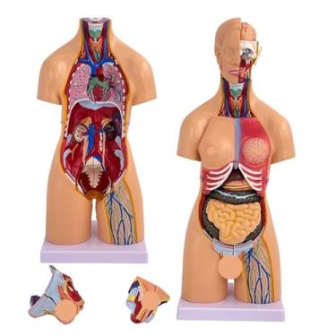 Imagem de Modelos De Anatomia Humana, 21 Pcs Modelo De Anatomia De Torso Humano Removível De 21 Polegadas, Conjunto De Pacotes, Cérebro, Corpo De Tronco Humano, Coração, Modelo De Esqueleto, Para Est