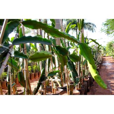 Imagem de Muda Pitaya (Em Ciclo Produtivo)