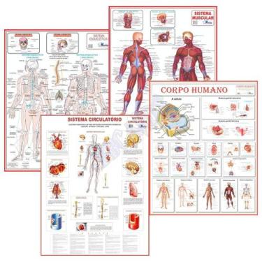Imagem de Mapa Anatomia Humana Corpo Muscular Circulatório Esquelético - Multima