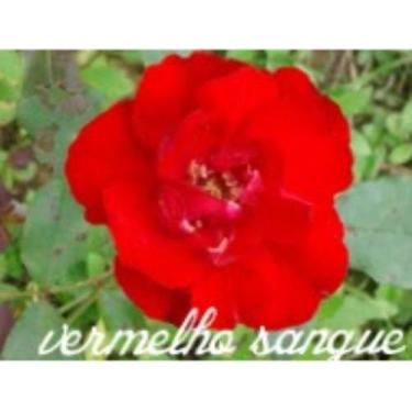 Imagem de Muda Rosa Vermelho Sangue Enxertada Preste a dar flor - no-brand