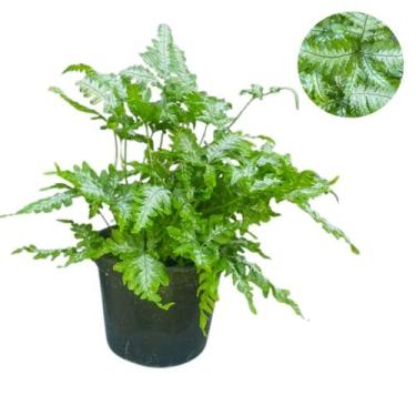 Imagem de Muda De Samambaia Prateada No Vaso Planta Rara Fácil Cuidar Cor Folha: