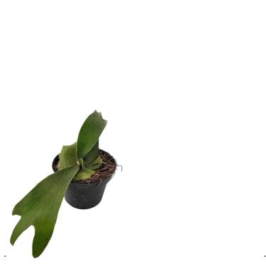 Imagem de Muda Planta Samambaia Chifre De Veado Platycerium Bifurcatum