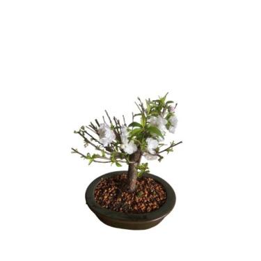 Imagem de Bonsai Sakura Cerejeira Branca vaso de Porcelana - quintal do bonsai 