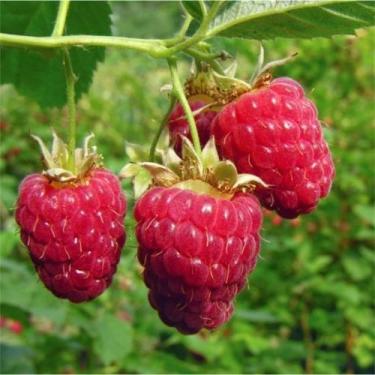 Imagem de Mudas De Framboesa Européia( Rubus idaeus ) muda clonada de estaca - S