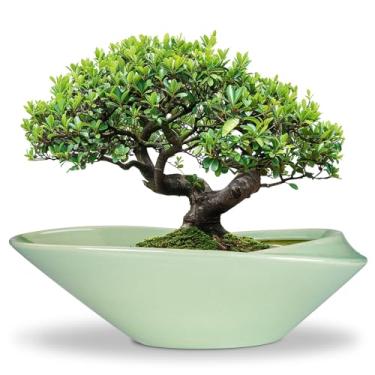 Imagem de EPFamily Vaso de bonsai de cerâmica - Vaso de 45,7 cm com orifício de drenagem, grande, moderno, bonsai decorativo, suculenta, para plantas de interior, exterior, verde