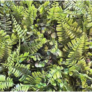 Imagem de Kit Placas De Samambaia Eucalipto 40 x 60cm Muro Inglês Jardim Vertical (20 Unid)