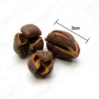 Imagem de Sementes Cascas Diversas para Decoração Flores Seca Variadas - Pense F