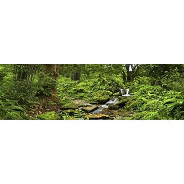Imagem de Fundo habitat de répteis em gaiolas personalizadas da Carolina com córrego; floresta de chuva com córrego, para terrário de 36 cm C x 18 cm L x 24 H