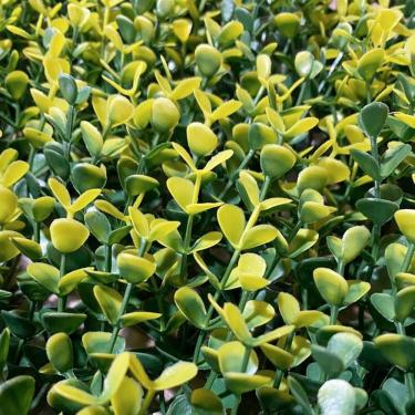 Imagem de Jardim Vertical Outono Gg003a Pack 4pç / 1m² Outono