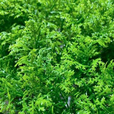 Imagem de Jardim Vertical Cipreste Gg054a Pack 4pç / 1m² Cipreste