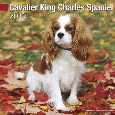Imagem de Cavalier King Charles Spaniel W 2013