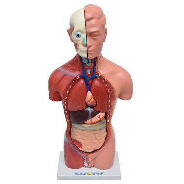 Imagem de Torso Humano Masculino 42 Cm 14 Pts Modelo Anatomia