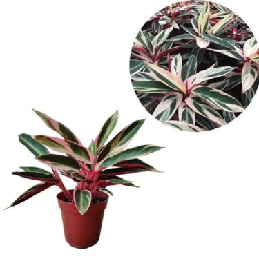 Imagem de Maranta Tricolor Planta Natural Muda Folhagem Triostar Viva Calatéia Caeté Decorativa Perene Paisagística