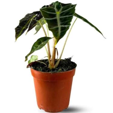 Imagem de Muda Planta Alocasia Polly Pote 12 Para Decoração Interna - Velling Ho