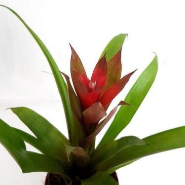 Imagem de Muda Mini Bromélia Com Vaso - Orquiflora