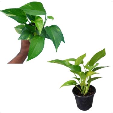 Imagem de Muda Jiboia Verde Planta Natural Folhagem Pendente P10 Rara