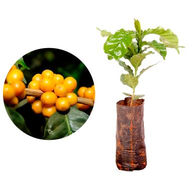 Imagem de Muda de Café Arara (Coffea arabica var. arara) Altura de 20 a 40cm – planta produtiva, resistente e de qualidade, ideal para vasos ou solo, cultivo doméstico e projetos agroflorestais