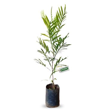 Imagem de Muda de Árvore Samambaia Ideal Para Jardim
