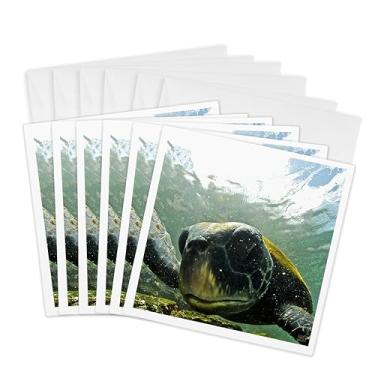 Imagem de 3dRose Tartaruga marinha preta verde do Pacífico alimentando algas Punta Cormorant Ilha Galápagos Floreana - Cartões comemorativos, 15 x 15 cm, conjunto de 6 (gc_10115_1)