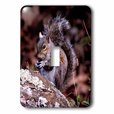 Imagem de 3dRose lsp_127842_1 Um esquilo desfrutando de sua refeição um esquilo comendo uma porca no topo de uma rocha