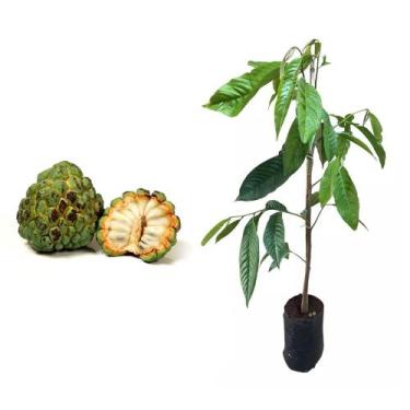 Imagem de Muda de Conde 20 a 40cm AMK - Plantas Online - AMK Jardinagem e Paisag